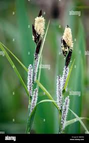 Attēlu rezultāti vaicājumam “Carex acutiformis flower”