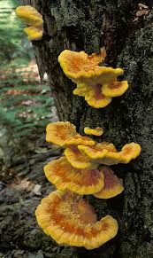 Attēlu rezultāti vaicājumam “Laetiporus sulphureus”