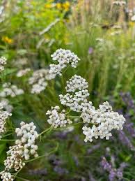 Image result for Achillea millefolium