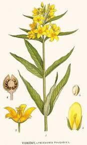 Attēlu rezultāti vaicājumam “Lysimachia vulgaris fruit”