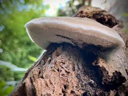 Attēlu rezultāti vaicājumam “Postia tephroleucus”