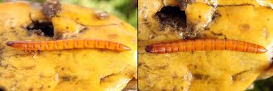 Attēlu rezultāti vaicājumam “Ectinus aterrimus”