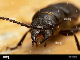 Attēlu rezultāti vaicājumam “Spondylis buprestoides”