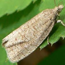 Attēlu rezultāti vaicājumam “Capua vulgana”