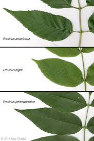 Attēlu rezultāti vaicājumam “Fraxinus pennsylvanica fruit”