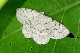 Attēlu rezultāti vaicājumam “Charissa ambiguata”