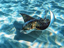 Image result for Harbour Lights Snorkelling Club (HLSC)