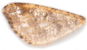 Attēlu rezultāti vaicājumam “Macaria signaria”