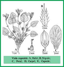 Attēlu rezultāti vaicājumam “Viola rupestris”