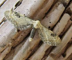 Attēlu rezultāti vaicājumam “Eupithecia centaureata”