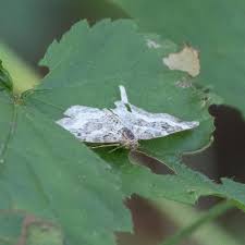 Attēlu rezultāti vaicājumam “Epirrhoe tristata imago”