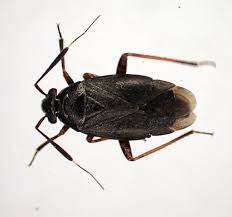 Attēlu rezultāti vaicājumam “Capsus ater imago”