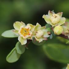Attēlu rezultāti vaicājumam “Berberis thunbergii flower”