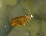 Attēlu rezultāti vaicājumam “Pandemis cinnamomeana female”