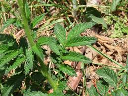 Attēlu rezultāti vaicājumam “Agrimonia eupatoria leaf”