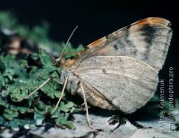 Attēlu rezultāti vaicājumam “Eulithis pyropata”