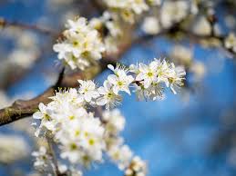 Attēlu rezultāti vaicājumam “Prunus spinosa”