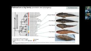 Image result for Platycephalus richardsoni