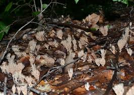 Attēlu rezultāti vaicājumam “Lentaria”