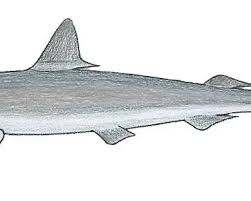 Image result for Rhizoprionodon longurio