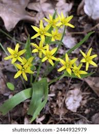 Attēlu rezultāti vaicājumam “Gagea lutea bud”