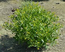 Attēlu rezultāti vaicājumam “Ranunculus sceleratus”