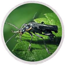 Attēlu rezultāti vaicājumam “Cantharis obscura”