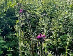 Attēlu rezultāti vaicājumam “Cirsium palustre flower”