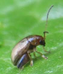 Attēlu rezultāti vaicājumam “Alticinae”