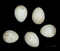 Image result for Carduelis citrinella