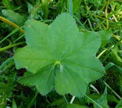 Attēlu rezultāti vaicājumam “Alchemilla subcrenata”