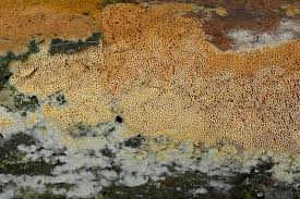 Attēlu rezultāti vaicājumam “Ceriporia”