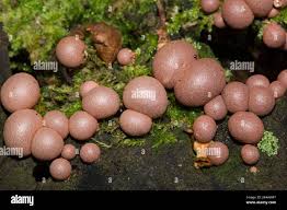 Attēlu rezultāti vaicājumam “Arcyria affinis young”