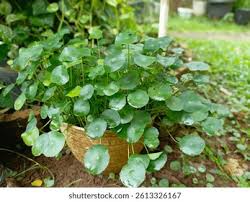 Attēlu rezultāti vaicājumam “Hydrocotyle vulgaris fruit”