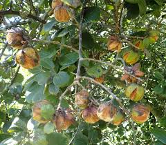 Attēlu rezultāti vaicājumam “Rosa villosa fruit”