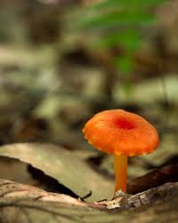 Attēlu rezultāti vaicājumam “Hygrocybe cantharellus”