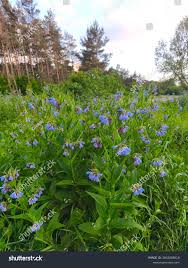 Attēlu rezultāti vaicājumam “Symphytum asperum”