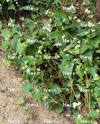 Attēlu rezultāti vaicājumam “Fagopyrum esculentum fruit”