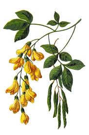 Attēlu rezultāti vaicājumam “Laburnum”