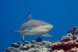 Image result for Carcharhinus melanopterus