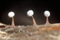 Attēlu rezultāti vaicājumam “Didymium nigripes”