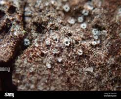 Attēlu rezultāti vaicājumam “Stictis”