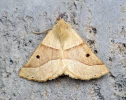 Attēlu rezultāti vaicājumam “Crocallis elinguaria larva”