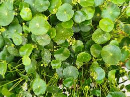 Attēlu rezultāti vaicājumam “Hydrocotyle vulgaris flower”