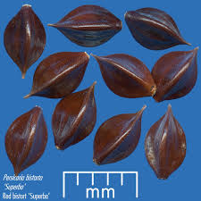 Attēlu rezultāti vaicājumam “Bistorta major fruit”