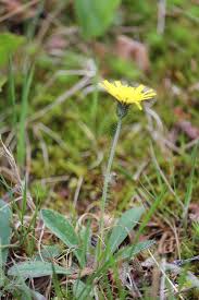 Attēlu rezultāti vaicājumam “Pilosella officinarum bud”