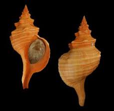 Image result for Triplofusus giganteus