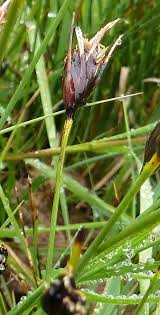 Attēlu rezultāti vaicājumam “Schoenus ferrugineus bud”