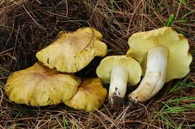 Attēlu rezultāti vaicājumam “Trichia flavicoma”