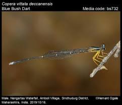 Attēlu rezultāti vaicājumam “Eupteryx vittata”